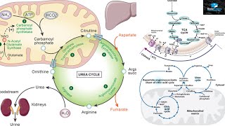 Amino Acids Degradation Protein Catabolism [upl. by Humpage625]