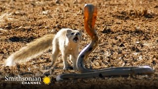 10 Craziest Animal Fights in the Animal Kingdom 🐍 Lions Hippos Cobras  Smithsonian Channel [upl. by Tanah]