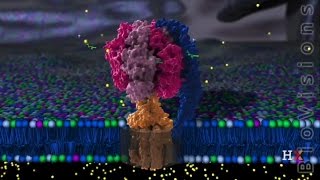 ATP Synthase Structure [upl. by Arima]