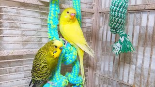 Help Lonely Budgies to Chirp Nature Parakeets Bird Sound 12 Hr [upl. by Chubb991]