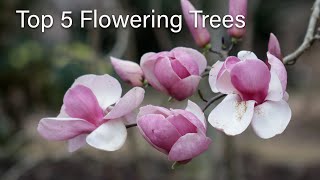 Top 5 Flowering Trees [upl. by Siol]