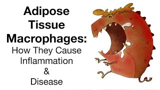 Adipose Tissue Macrophages How They Cause Inflammation and Disease [upl. by Stauffer549]