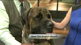 Meet the English Mastiff [upl. by Anitsirc369]