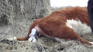 Hereford Cow Calving [upl. by Ches983]