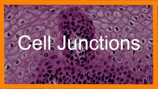 Epithelial Cell Junctions [upl. by Fillander]