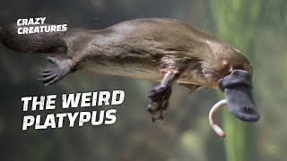 Everything About the Platypus Is Weird [upl. by Brenner]