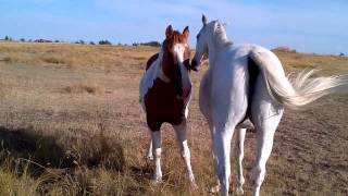 Two horses grooming each other [upl. by Nyliret]