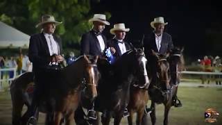 Help us preserve the Puerto Rican Paso Fino horse breed [upl. by Oiramel971]