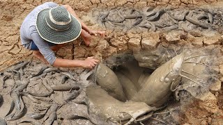 Unique Fishing  Man Catching Giant Catfish In Dry Season [upl. by Gnah]