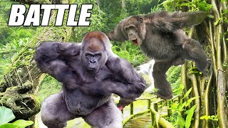 Gorilla vs Chimp Ape Attacks [upl. by Leahcimauhsoj]