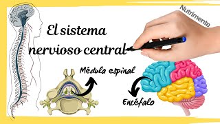 Sistema nervioso CENTRAL Médula espinal y encéfalo [upl. by Porche]