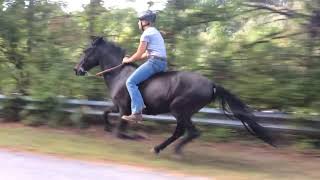 Paso Fino Horse Galloping Full Speed Bareback [upl. by Maag]