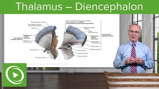 Thalamus – Diencephalon  Lecturio [upl. by Anees]