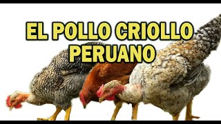 EL POLLO CRIOLLO PERUANO [upl. by Thibaut]