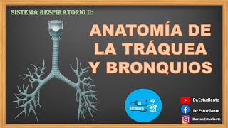 ANATOMÍA TRÁQUEA Y BRONQUIOS Relaciones Irrigación Drenaje Venoso y Linfático Inervación [upl. by Chandos]