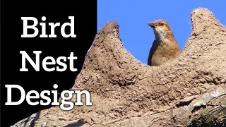 Bird Nest Designs  How Do Birds Make Nests [upl. by Izaak110]