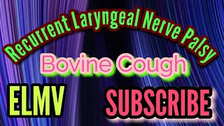 Bovine Cough with Recurrent Laryngeal nerve palsy [upl. by Donavon]