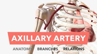 Axillary Artery  Anatomy Branches amp Relations [upl. by Wight]