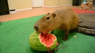 Capybara eating half a watermelon Full Video [upl. by Eanahc]