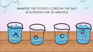 the potato experiment  osmosis lab [upl. by Hewart]