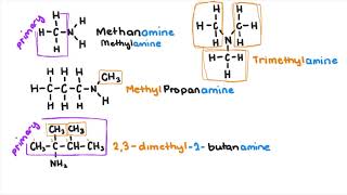 Amines and Amides [upl. by Faber]