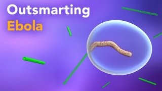 Outsmarting Ebola Virus Innovative Research on Treatment [upl. by Maia52]