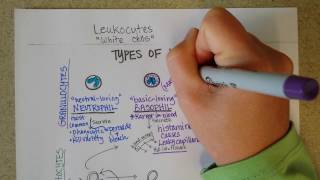 White Blood Cells  Granulocytes amp Lymphocytes  Part 1 [upl. by Tol]