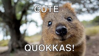 Quokka Cute Moments [upl. by Atsyrk]