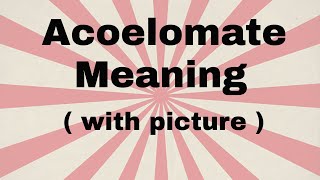 Acoelomate meaning [upl. by Okimat]