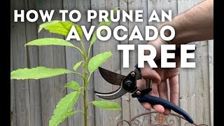 How to Prune an Avocado Tree [upl. by Atworth]