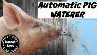 Automatic Pig waterer [upl. by Ursulette]