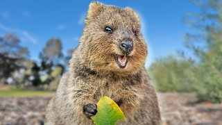 Quokka Eating A Leaf Compilation  Animal ASMR  Quokka Sound Vertical [upl. by Sielen]