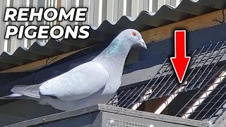 Rehome Pigeons To A New Loft [upl. by Naivaj982]