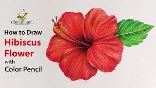 How To Draw Hibiscus Flower  Colored Pencil  Flower Drawing  Easy Step By Step  Art Video [upl. by Nelsen]