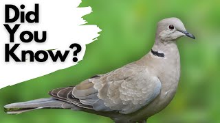 Things you need to know about COLLARED DOVES [upl. by Hedelman]