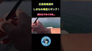 しまなみ海道向島エギング！釣りたてイカを… [upl. by Flossie]