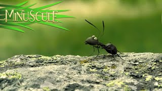 Red Ants vs Black Ants War  Final battle scene  Minuscule  2013 [upl. by Solomon]