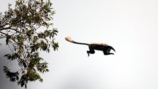 Eager Chimps First Monkey Hunt  BBC Earth [upl. by Mcfarland]