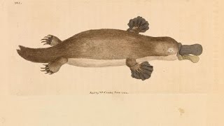 Platypus Census  Behind the News [upl. by Knudson]