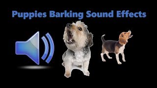 100 GUARANTEED TO MAKE YOUR Puppy HOWL Barking Sound Effect [upl. by Ynneb557]