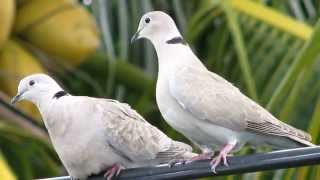 Dove Pictures and Sounds [upl. by Janela]