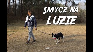 Jak nauczyć psa chodzenia na LUŹNEJ SMYCZY  Szczęśliwy sierściuch [upl. by Clarette]