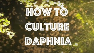 How To Culture Daphnia Magna [upl. by Zaid352]