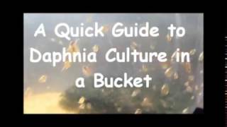 How to culture daphnia outside [upl. by Etiuqram]