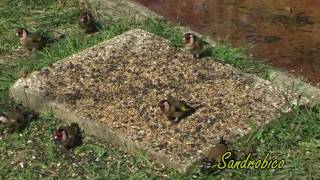 Cardellini Carduelis carduelis [upl. by Ettigirb858]