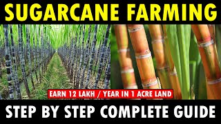 SUGARCANE FARMING  SUGARCANE CULTIVATION  Sugarcane Planting Care Harvesting Guide [upl. by Marie]