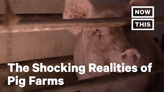 The Horrifying Truth About Pig Farms  NowThis [upl. by Jacquet782]