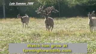 World Record Buck Largest Whitetail EVER [upl. by Adnola]