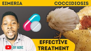 Coccidiosis  Brown and Bloody Poop  How to Treat Coccidiosis Symptoms in Chicken [upl. by Jacquenette963]