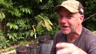 Avocado Tree from Seed to Fruit [upl. by Sandstrom180]